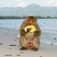 Monkey eat banana on Monkey Island